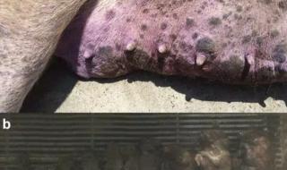 猪圆环病毒 猪圆环病毒