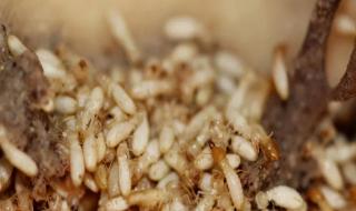 家里有蚂蚁窝怎么办