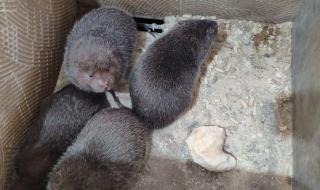 竹鼠养殖户 竹鼠养殖户