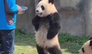 熊猫和饲养员吵架