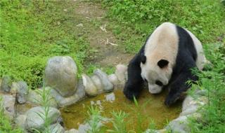 熊猫的寿命 熊猫的寿命