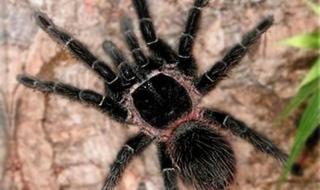 火玫瑰蜘蛛饲养方法 火玫瑰蜘蛛饲养方法