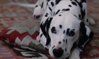 101斑点狗2 101斑点狗2